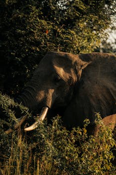 Close-up of an elephant in dense foliage, showcasing wildlife beauty.