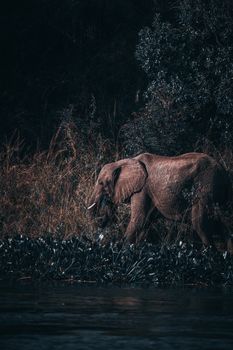 elephant photo