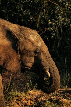 A young elephant captured in warm sunlight, showcasing its natural environment.