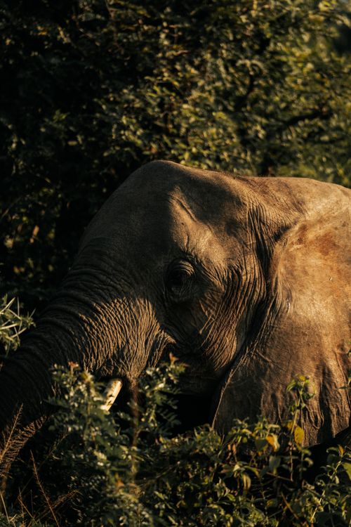 Free A detailed close-up of an elephant in its natural habitat, surrounded by lush greenery. Stock Photo