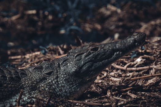 Crocodile resting in a natural environment, showcasing its textured skin and sharp features.