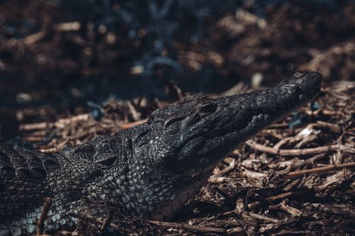 Free Crocodile resting in a natural environment, showcasing its textured skin and sharp features. Stock Photo