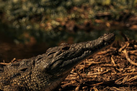 Close-up of a Nile crocodile basking in its natural environment, showcasing its sharp teeth and textured skin.