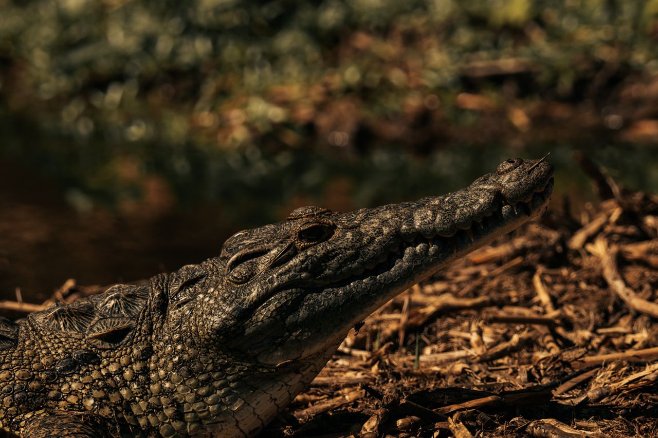 close up of a nile crocodile basking in its natural environment showca