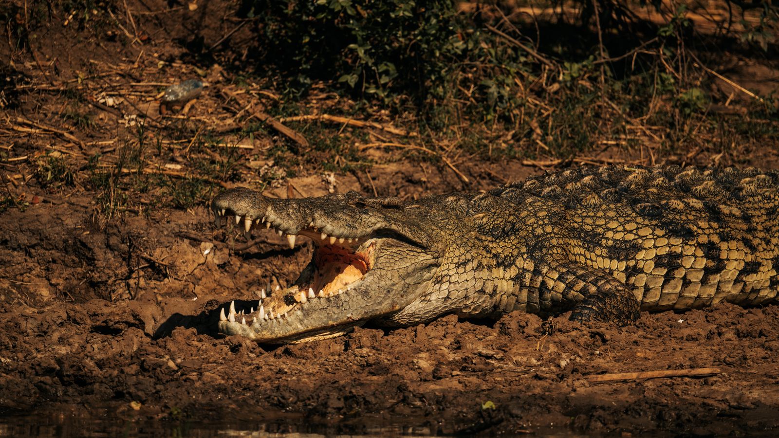 Nile crocodile basking on riverbank in the sunlight, South Sudan