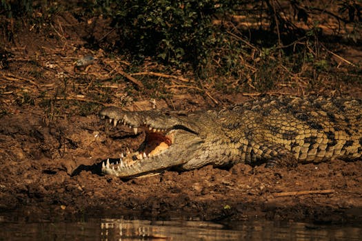 A Nile crocodile with sharp teeth basking on a muddy riverbank under warm daylight.