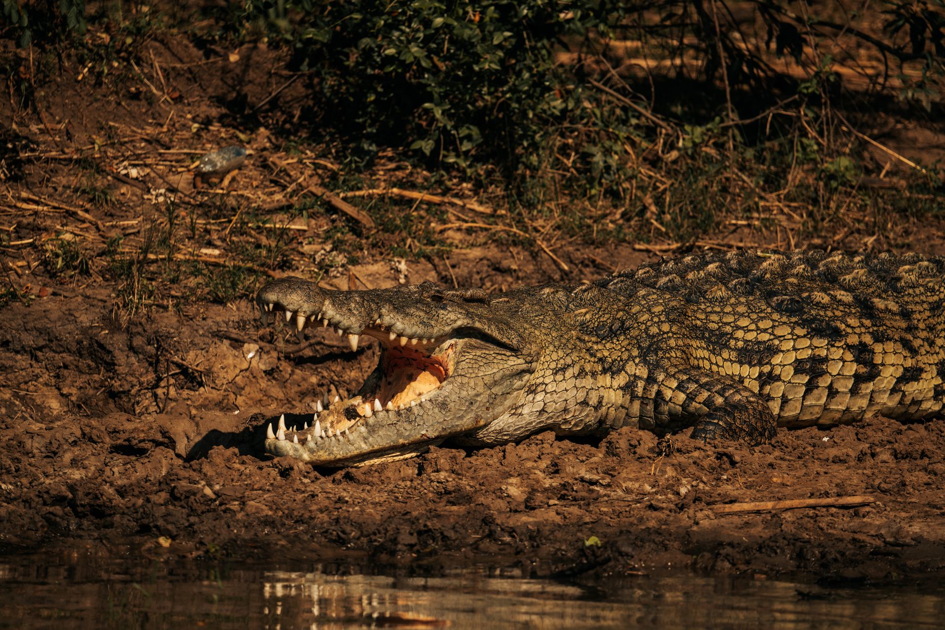 A Nile crocodile with sharp teeth basking on a muddy riverbank under warm daylight.