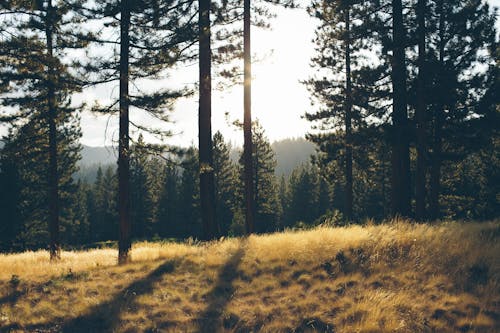 Foto d'estoc gratuïta de a l'aire lliure, alba, arbres