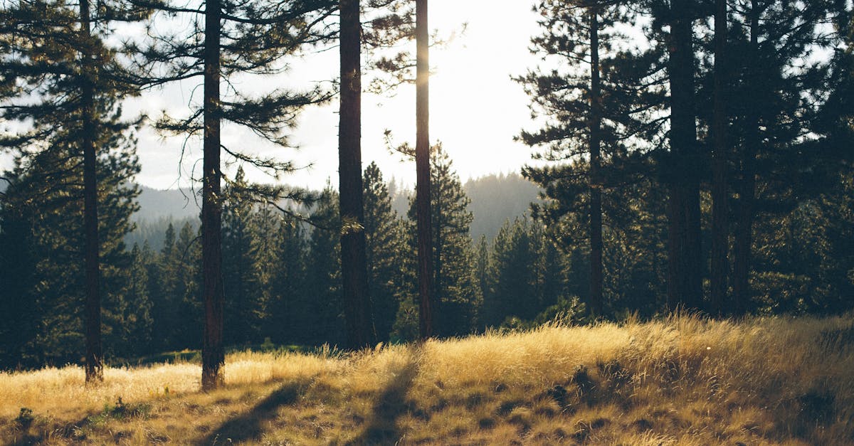 Free stock photo of branch, conifer, countryside