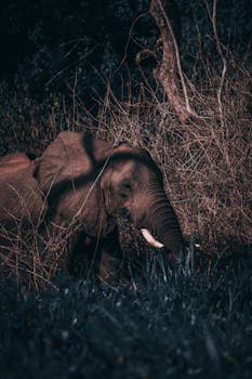 Captivating image of an elephant in a dense forest setting, exuding tranquility and natural beauty.