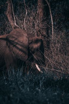Beautiful portrait of an African elephant in a dense forest setting.
