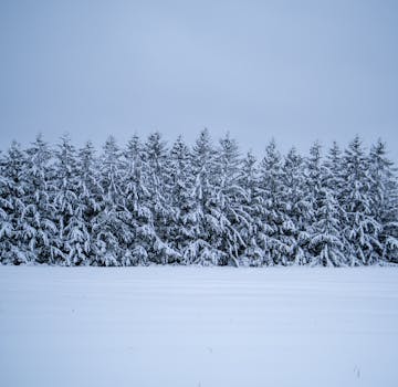 A tranquil winter scene of snow-covered pine trees in an open field.