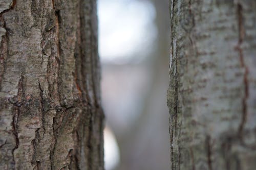 Free stock photo of nature, tree, trees