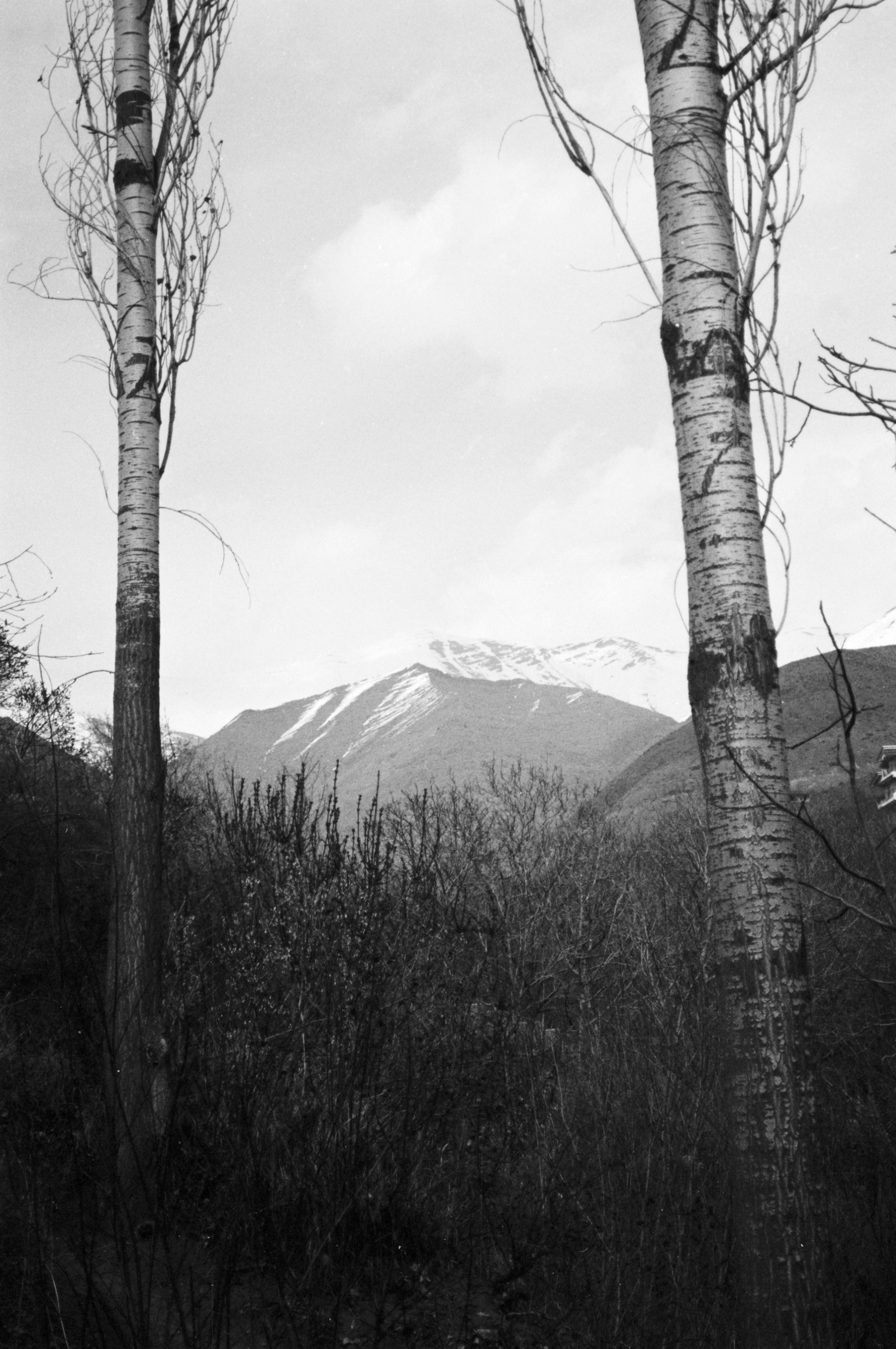 Black and white photograph capturing the Alborz Mountains in Tehran, framed by tall trees.