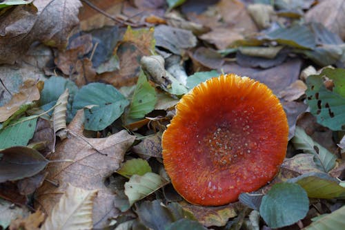 Free stock photo of danger, life, mushroom