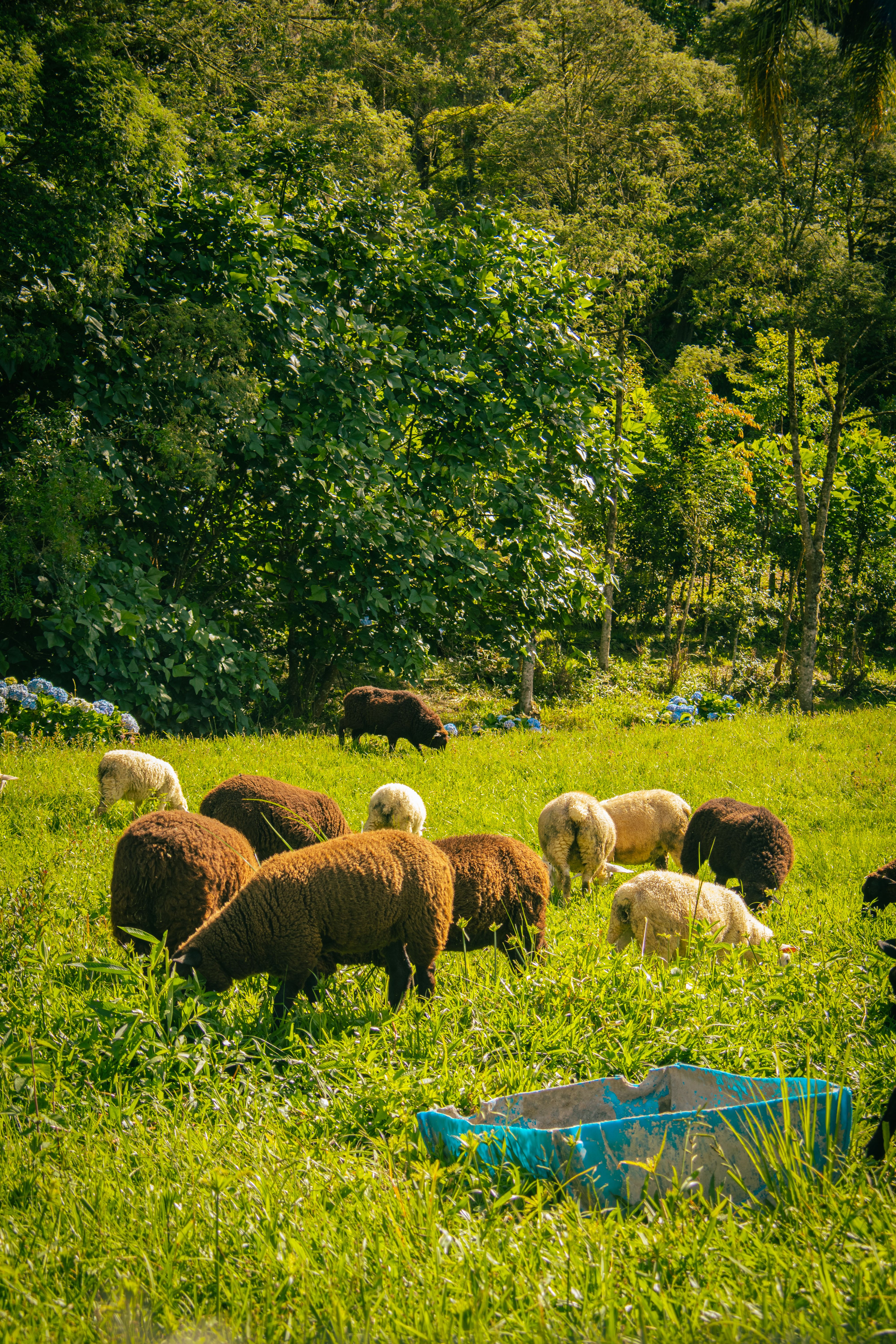 Flock of Sheep Grazing in Lush Green Pasture · Free Stock Photo