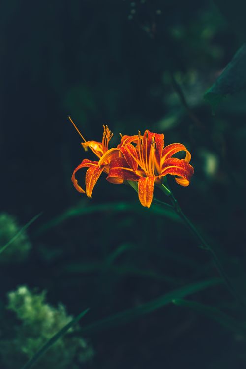 Free Stunning orange daylilies blooming against a dark, lush garden backdrop, exuding vibrancy. Stock Photo