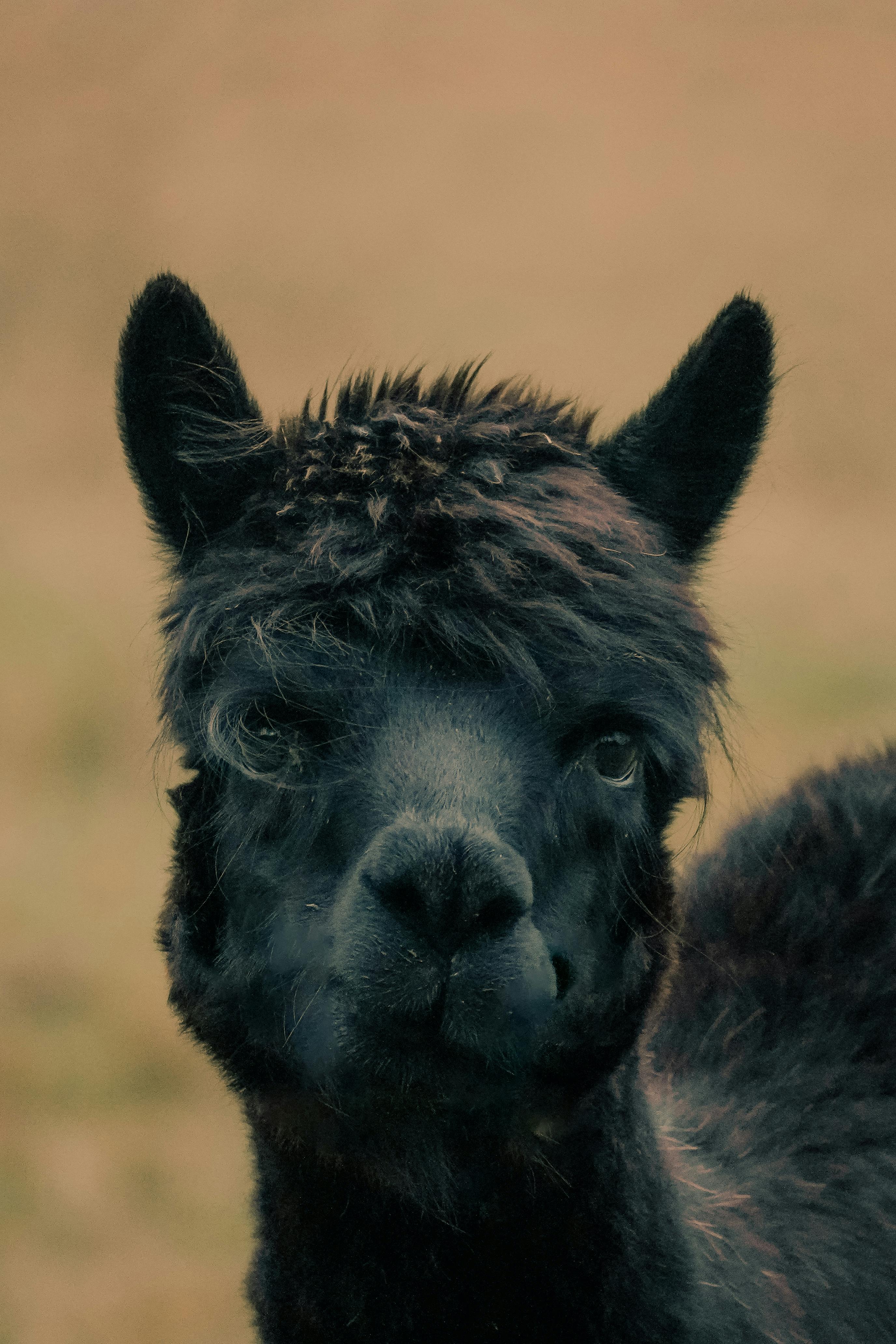 close up portrait of a black alpaca in saarbrucken