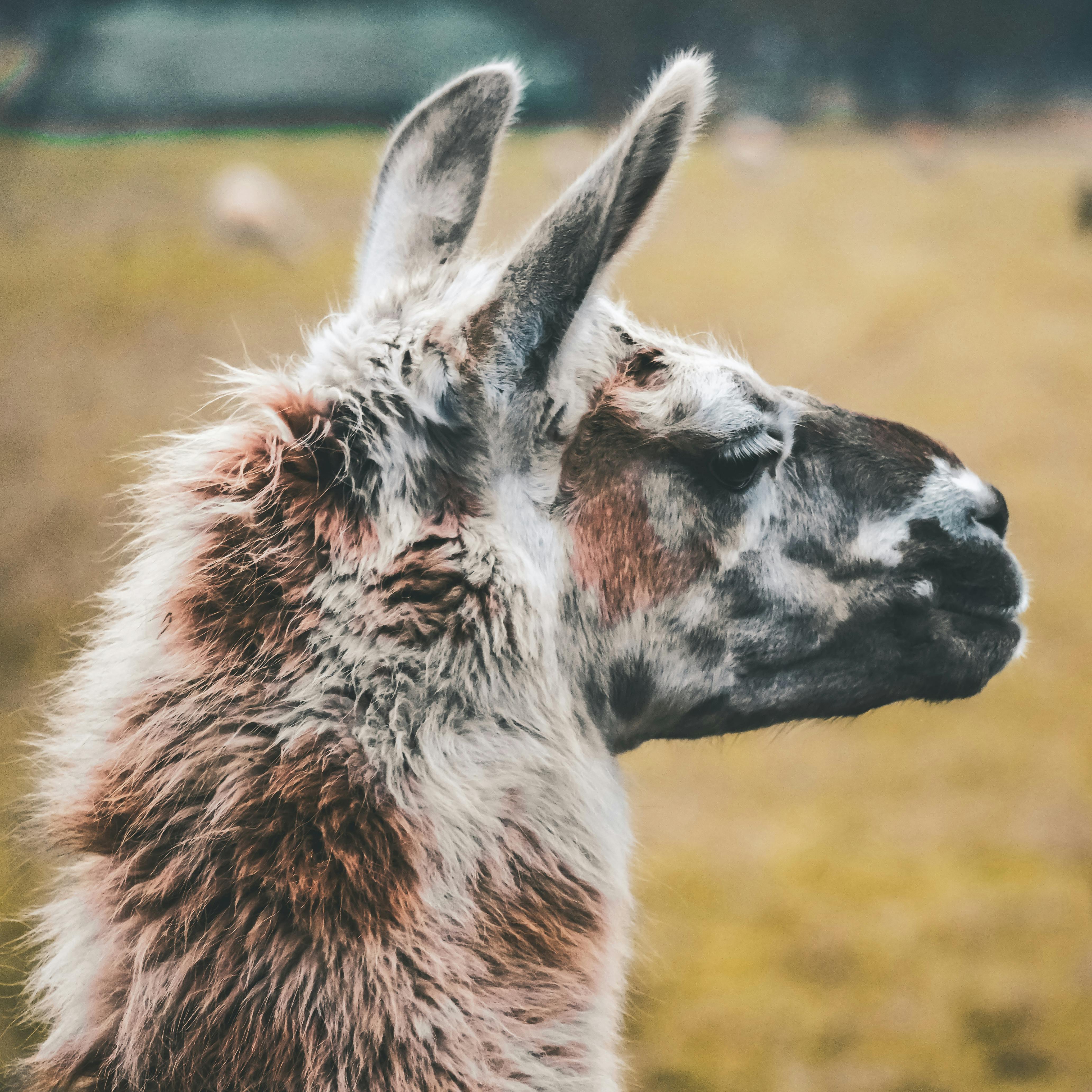 close up portrait of an alpaca in saarbrucken