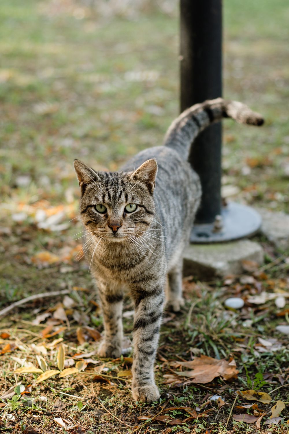 Portrait of a Tabby Cat Outdoors in Fall · Free Stock Photo