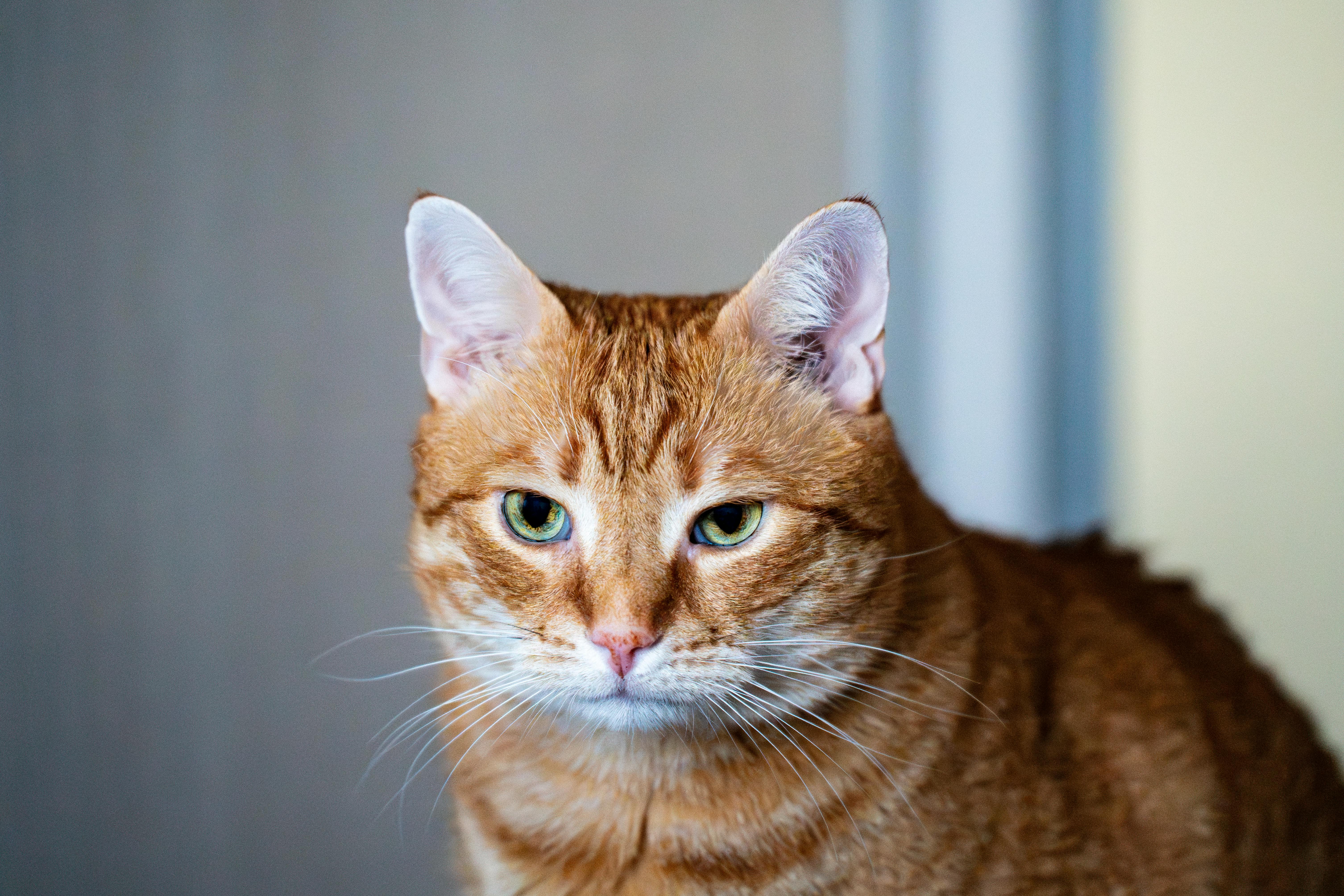Comfortable senior cat resting in warm bed