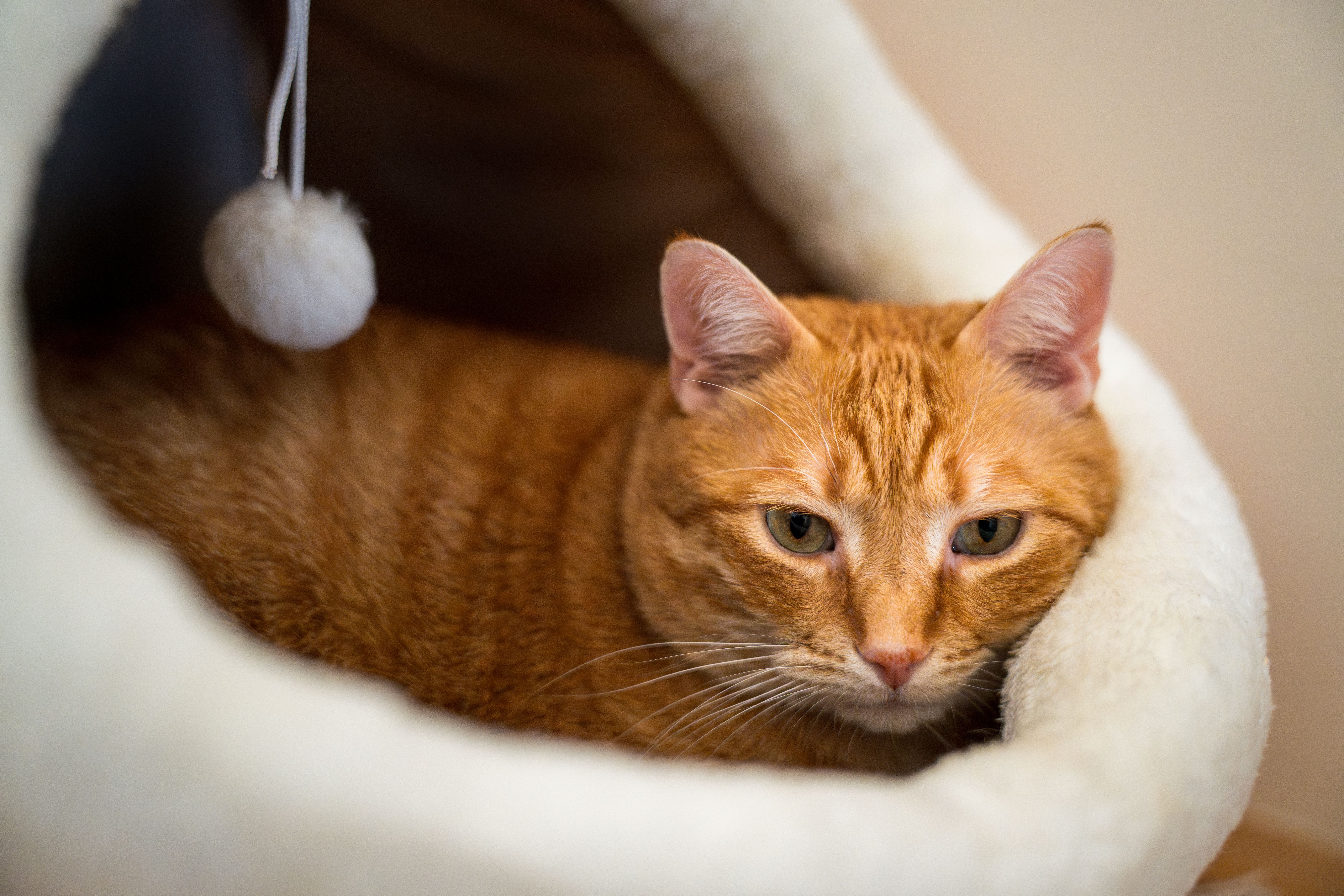Best Cat Beds and Accessories 2026: Cave, Window & Tunnel