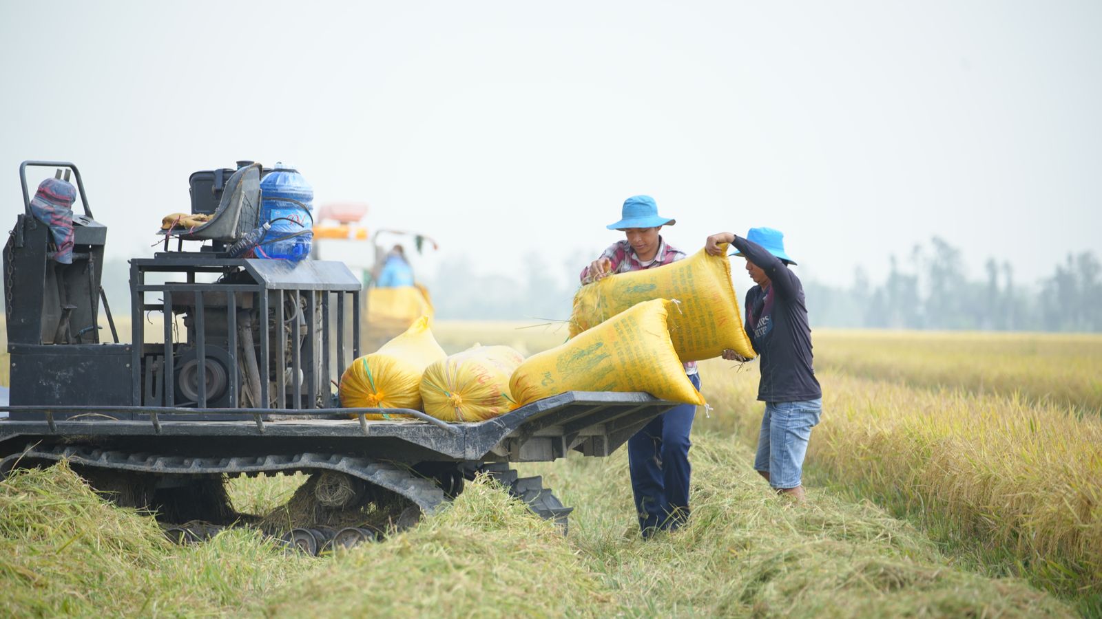 Farmers loading harvested sacks onto a machine in the field