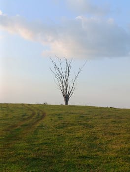 Single bare tree stands alone in a vast green field under a cloudy sky.