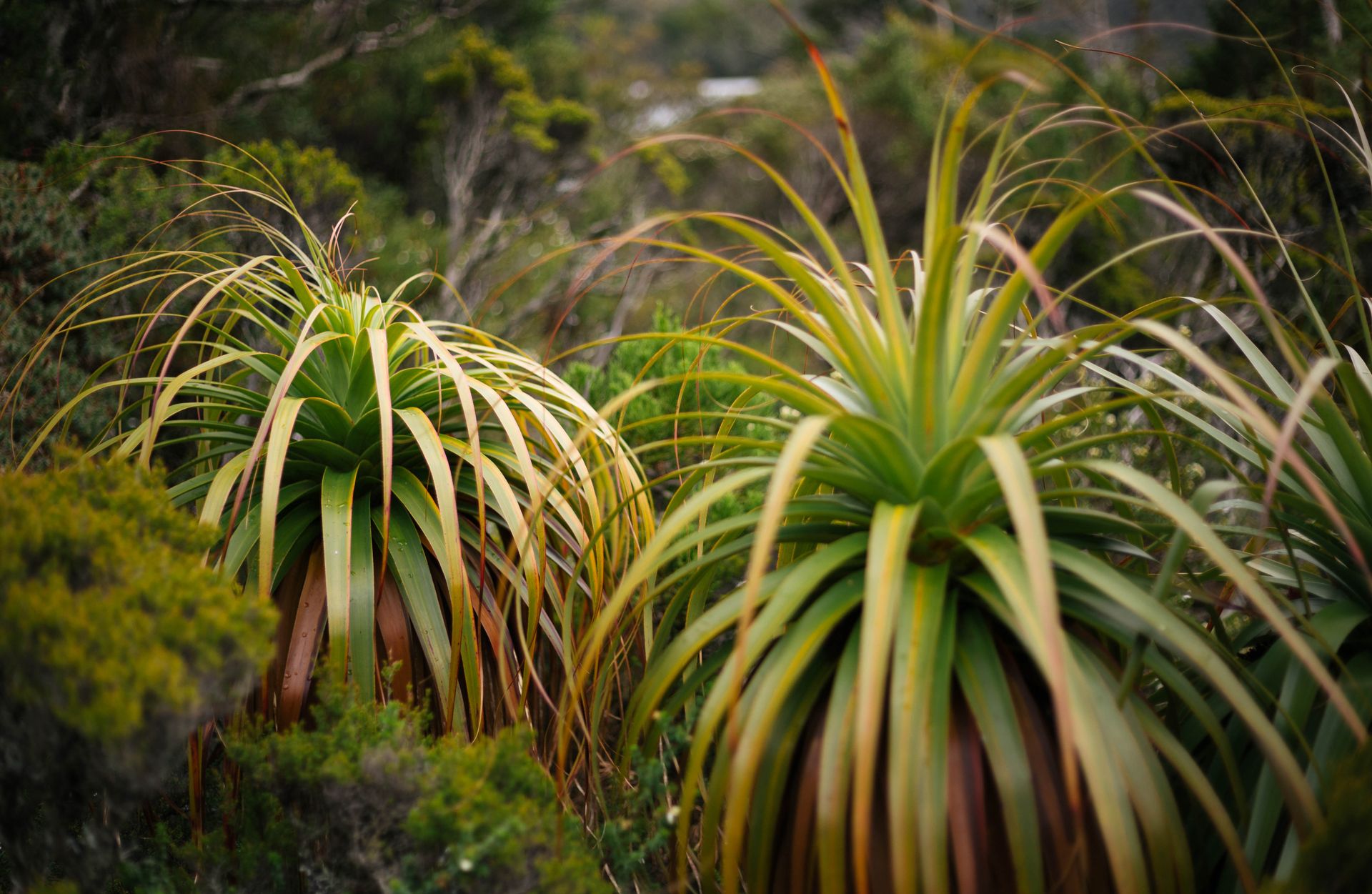 Lush pandani plants thriving in the natural landscape of Cradle Mountain, Tasmania.