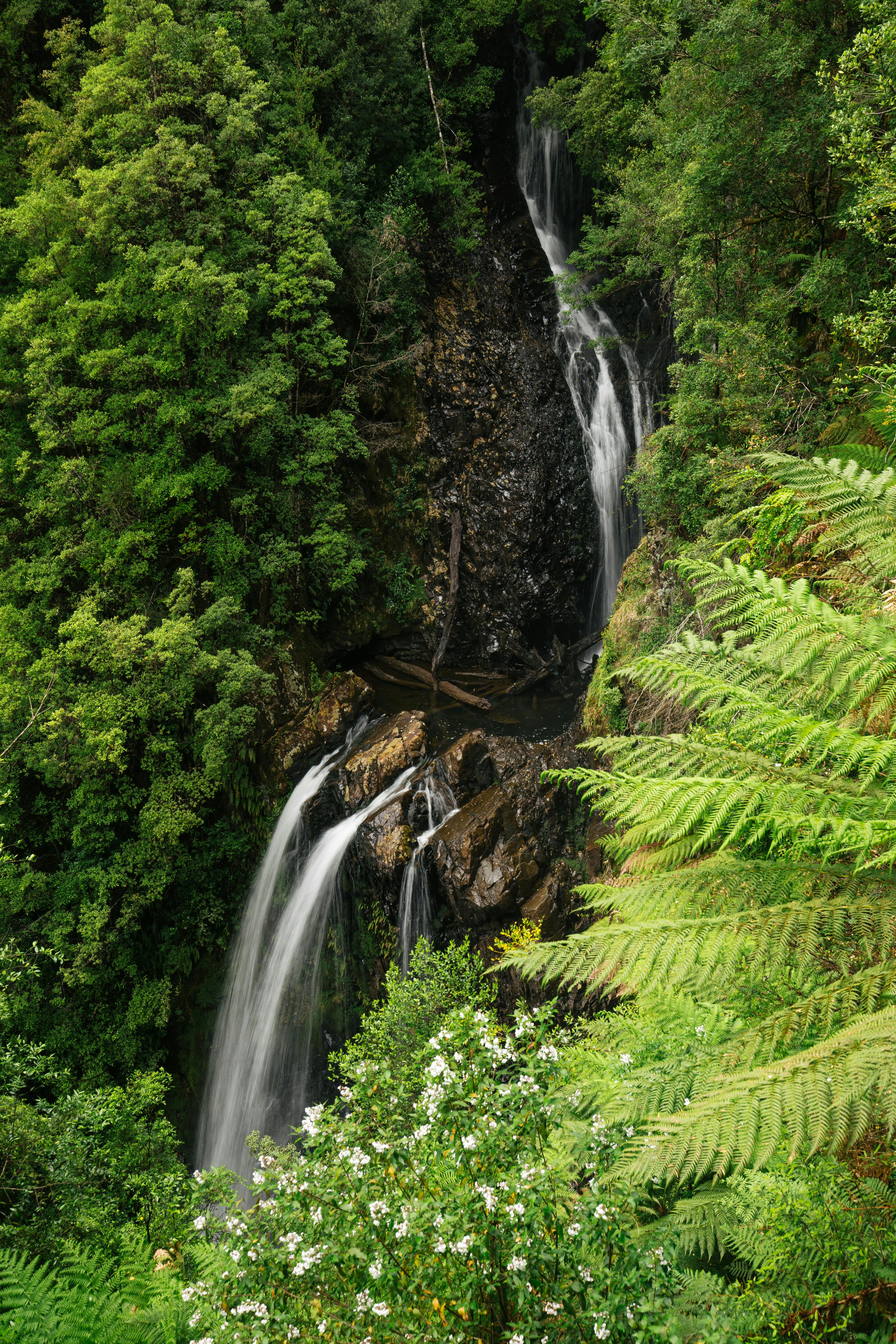 Discover the beauty of a waterfall flowing through the verdant forests of Tasmania.