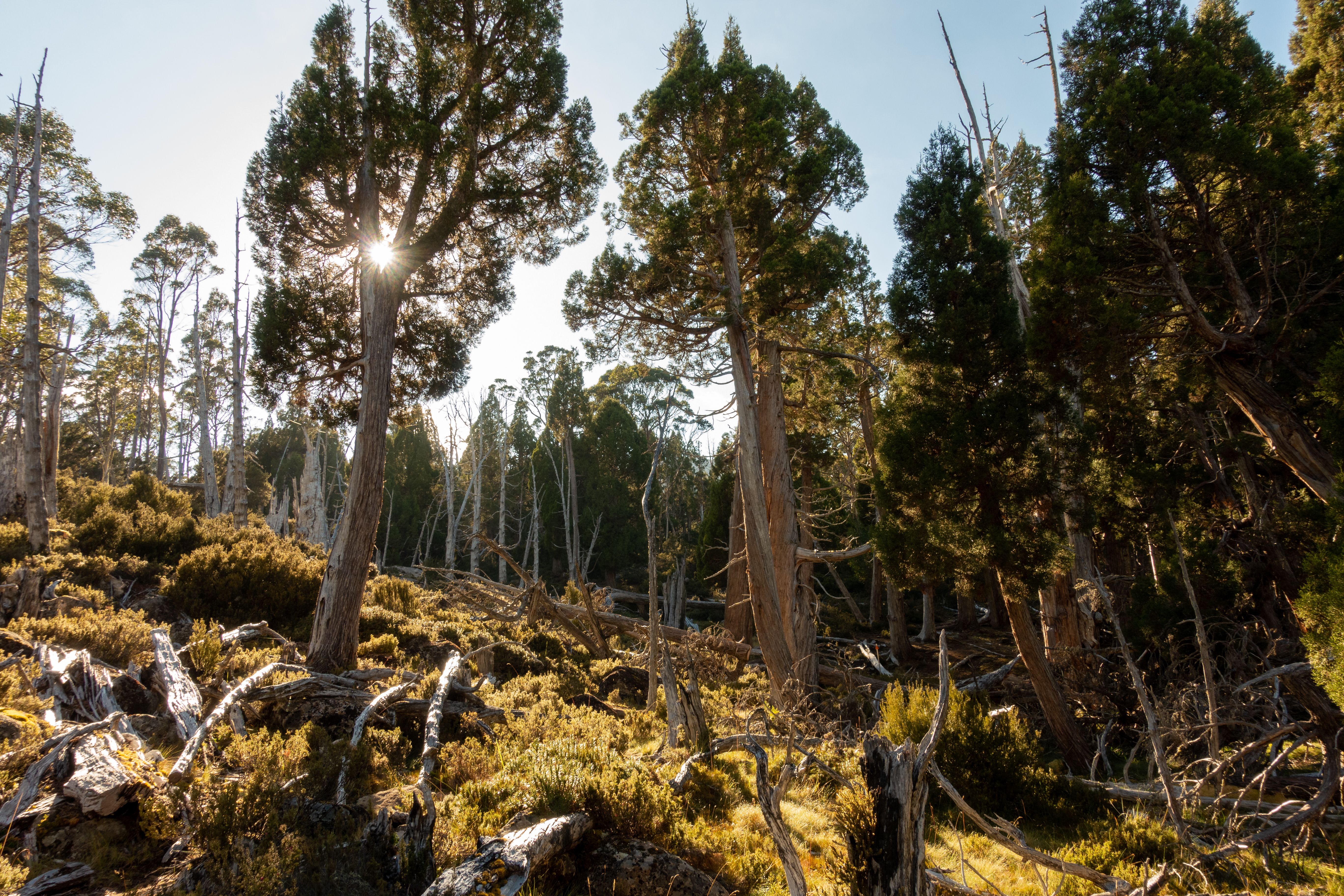 Warm sunlight filters through alpine trees in Tasmania's Walls of Jerusalem.
