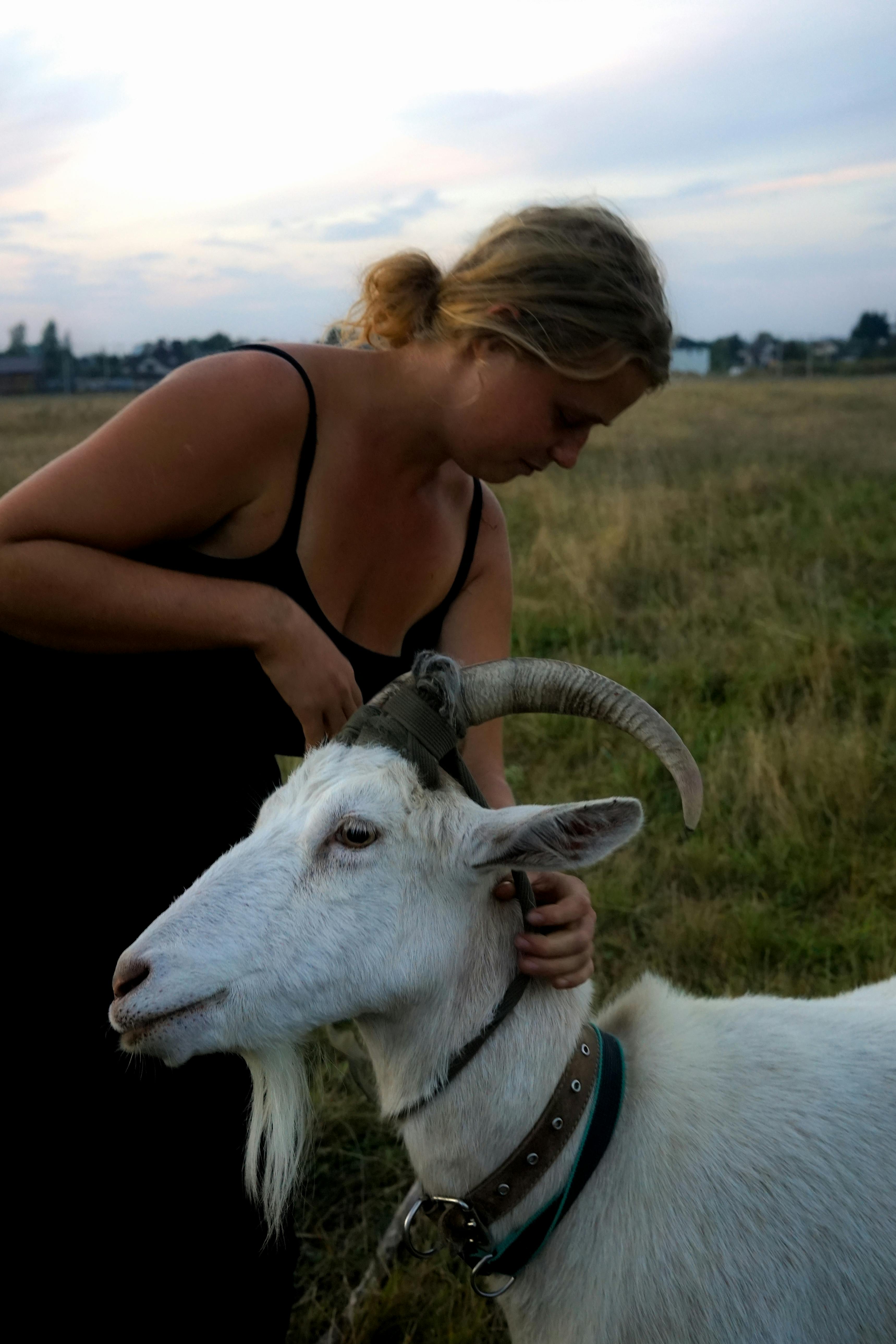 A woman tends to a goat in a serene outdoor rural landscape at dusk.