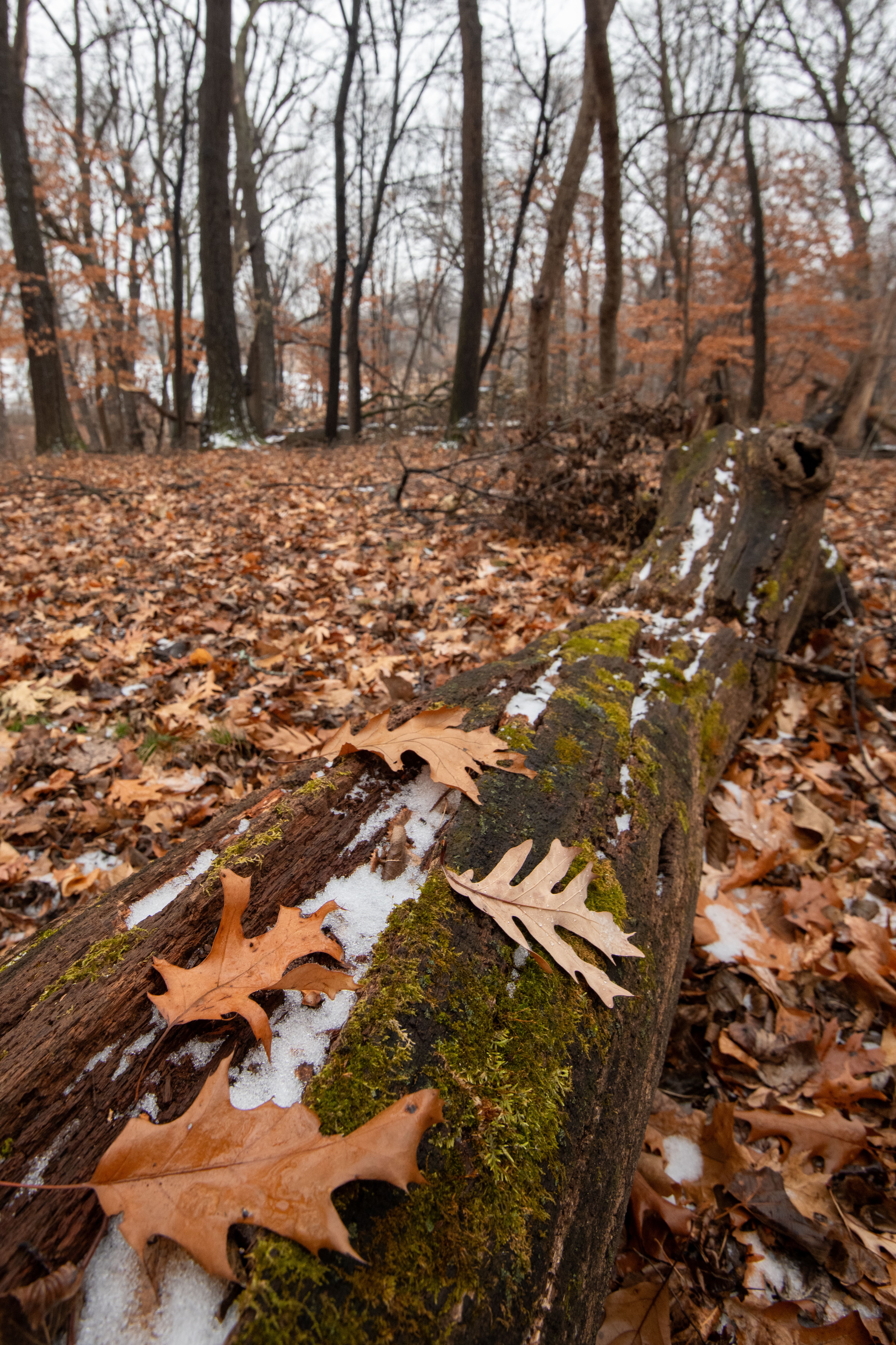 Autumn Leaves on Mossy Log in Forest · Free Stock Photo