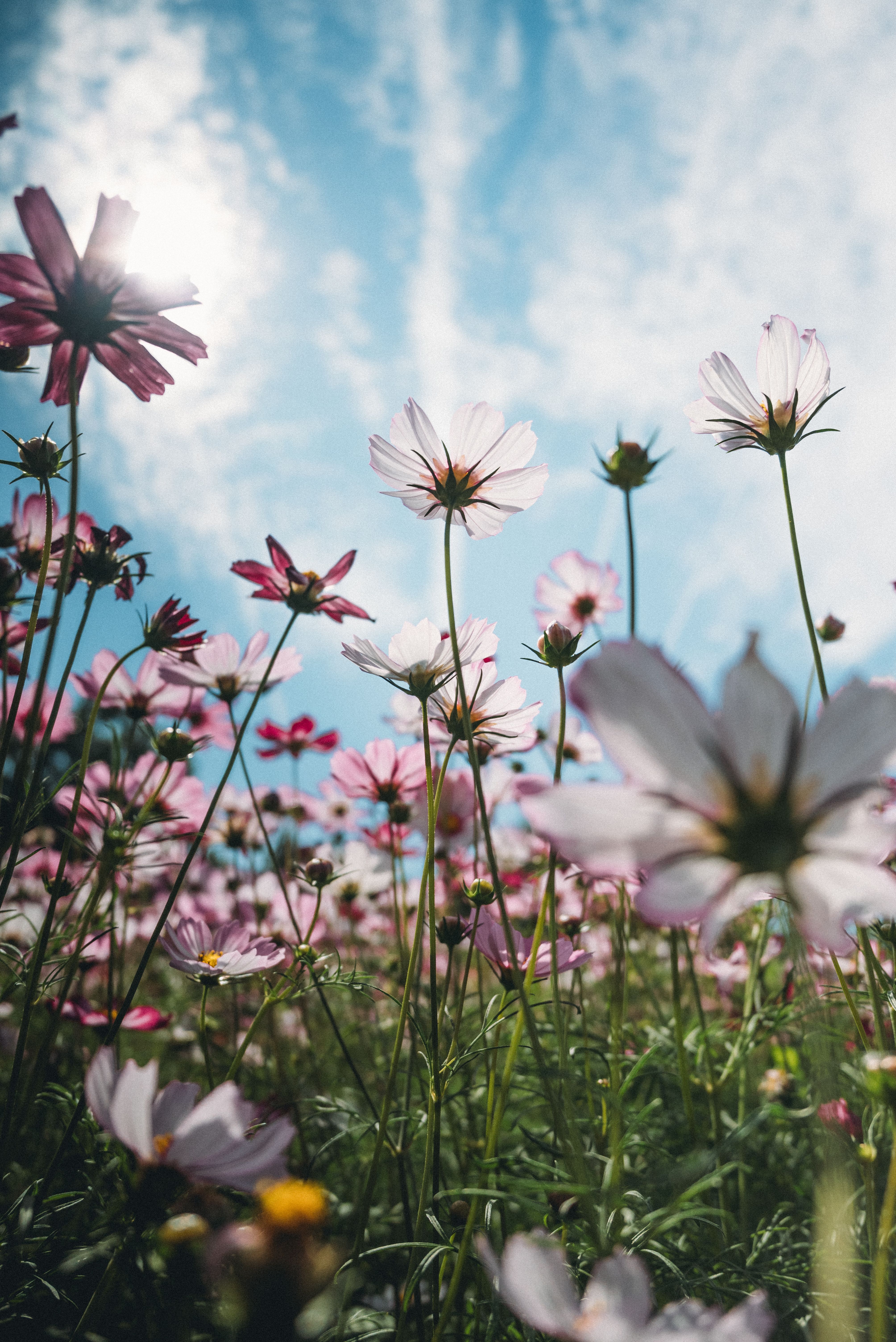 Beautiful Cosmos Flowers Against Blue Sky · Free Stock Photo