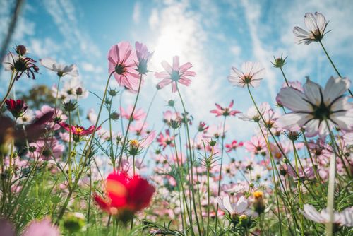 Free Low-angle view of vibrant cosmos flowers with a sunny background and clear blue sky. Stock Photo