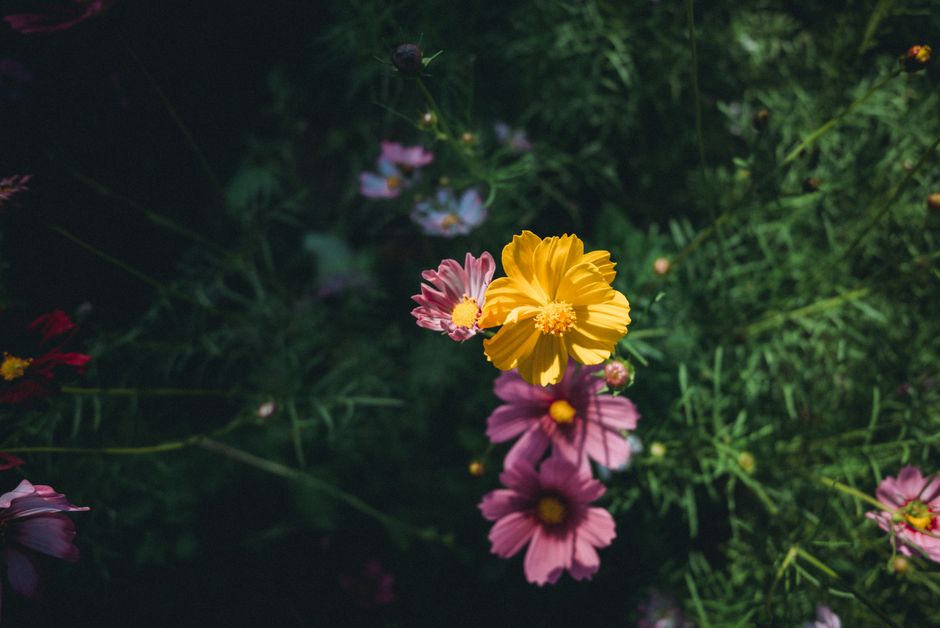 Zomerse tuin met kleurrijke nachtbloeiers in bloei. Zomerse tuin met kleurrijke nachtbloeiers in bloei.