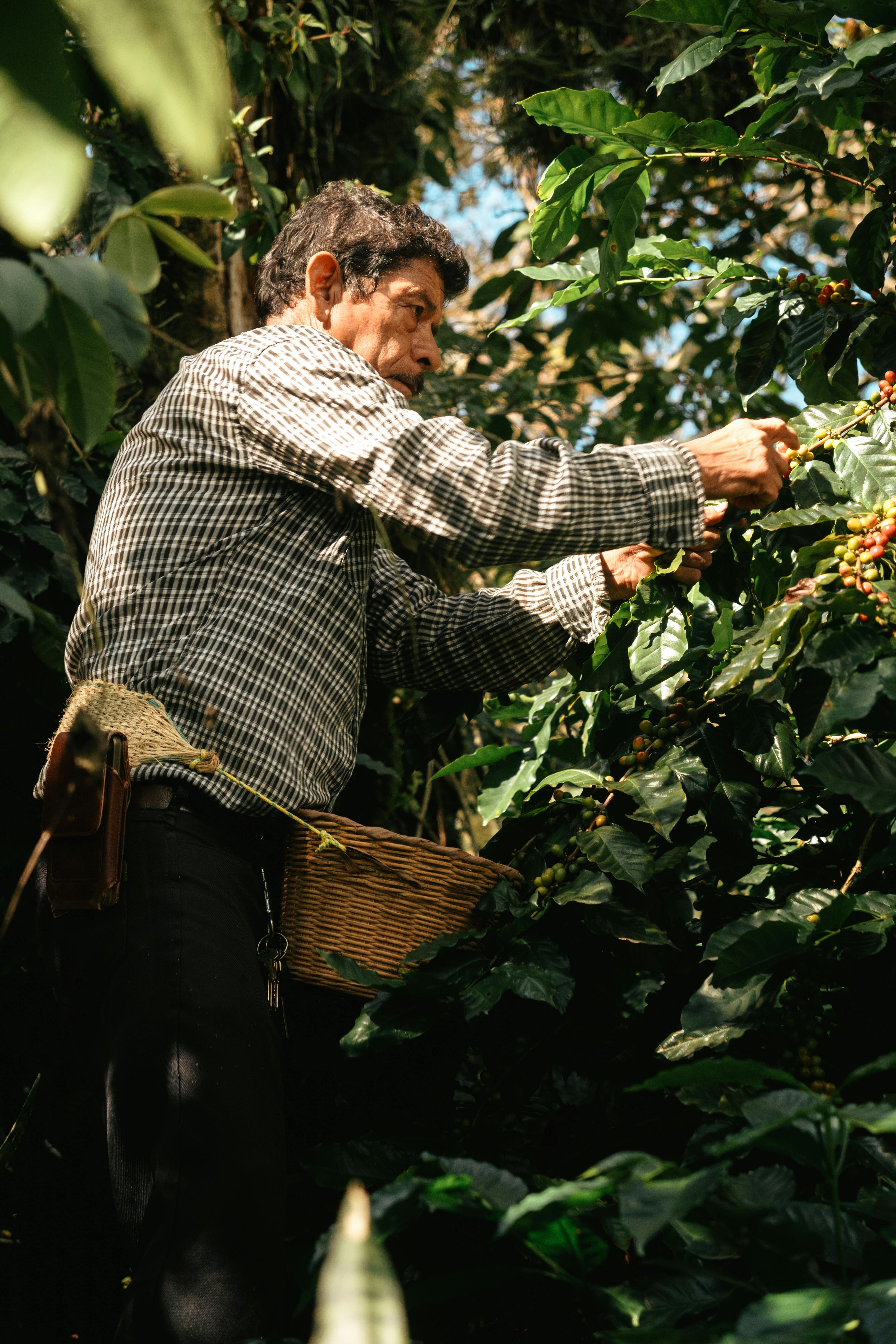 A local farmer carefully harvests coffee beans in Xicotepec, Puebla, Mexico, under the warm sunlight.