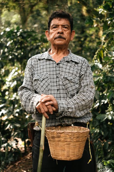 Elderly farmer standing in lush coffee plantation holding a basket in Sunny Mexico.