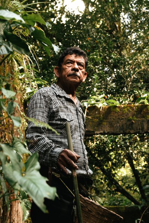 Free Rugged coffee farmer working amidst lush vegetation in Xicotepec, Mexico. Stock Photo