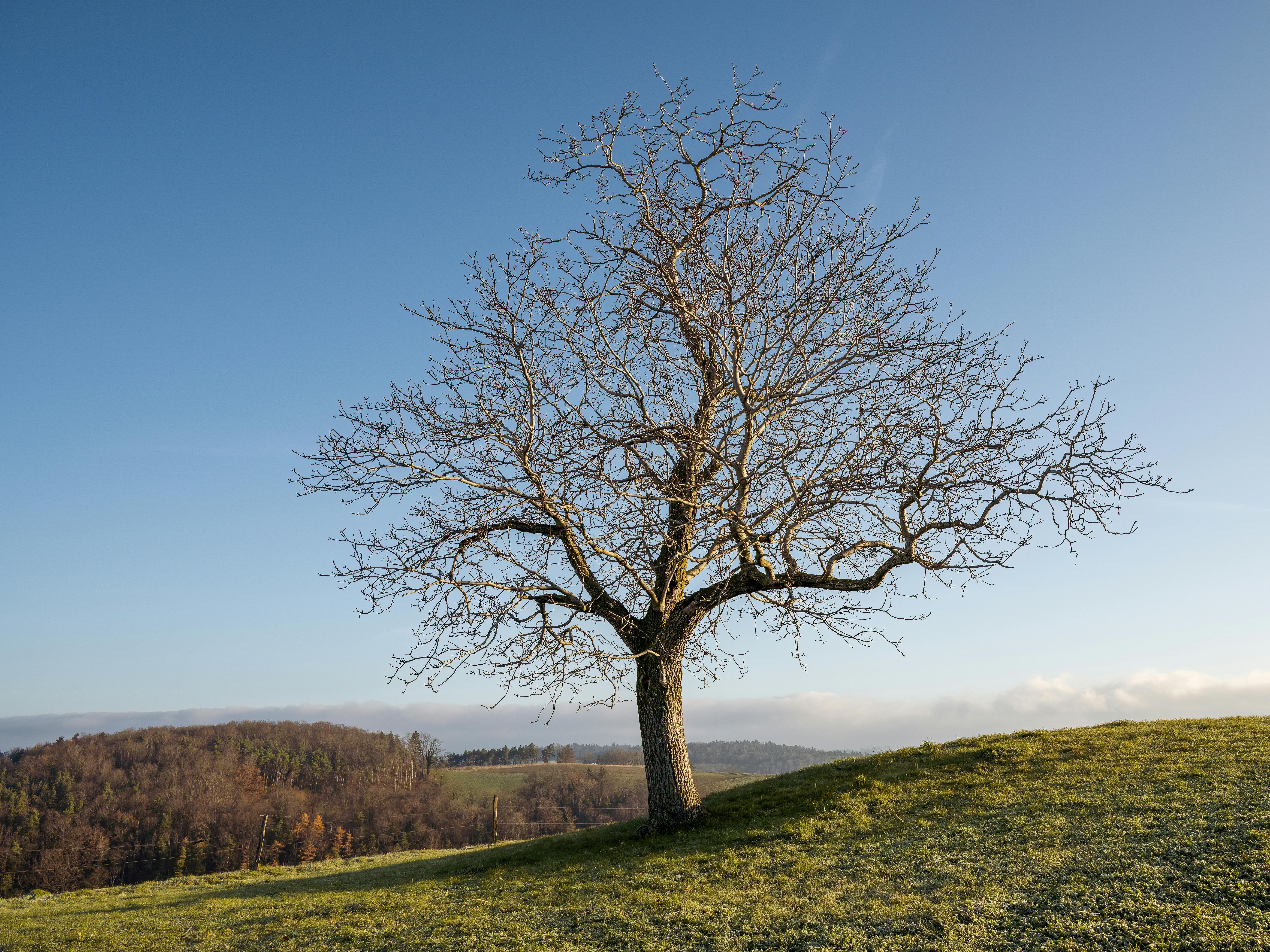 lonely tree on a grassy hill in autumn