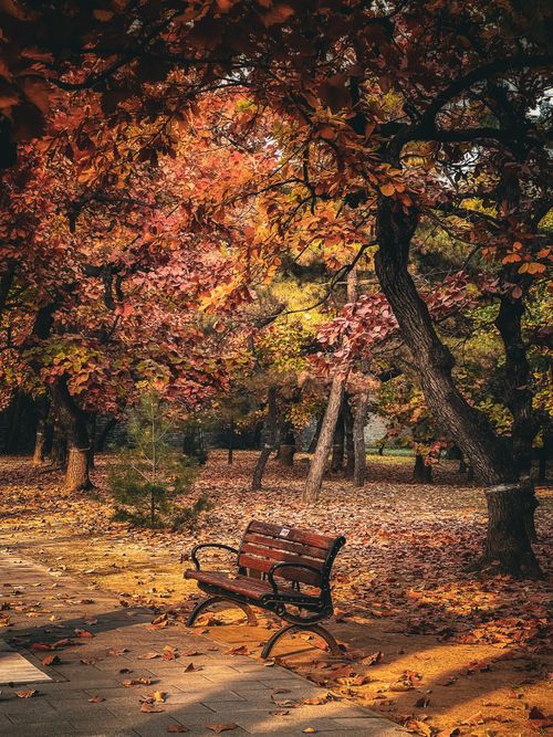 Free A peaceful bench amid vibrant autumn leaves in a serene Chinese park. Stock Photo