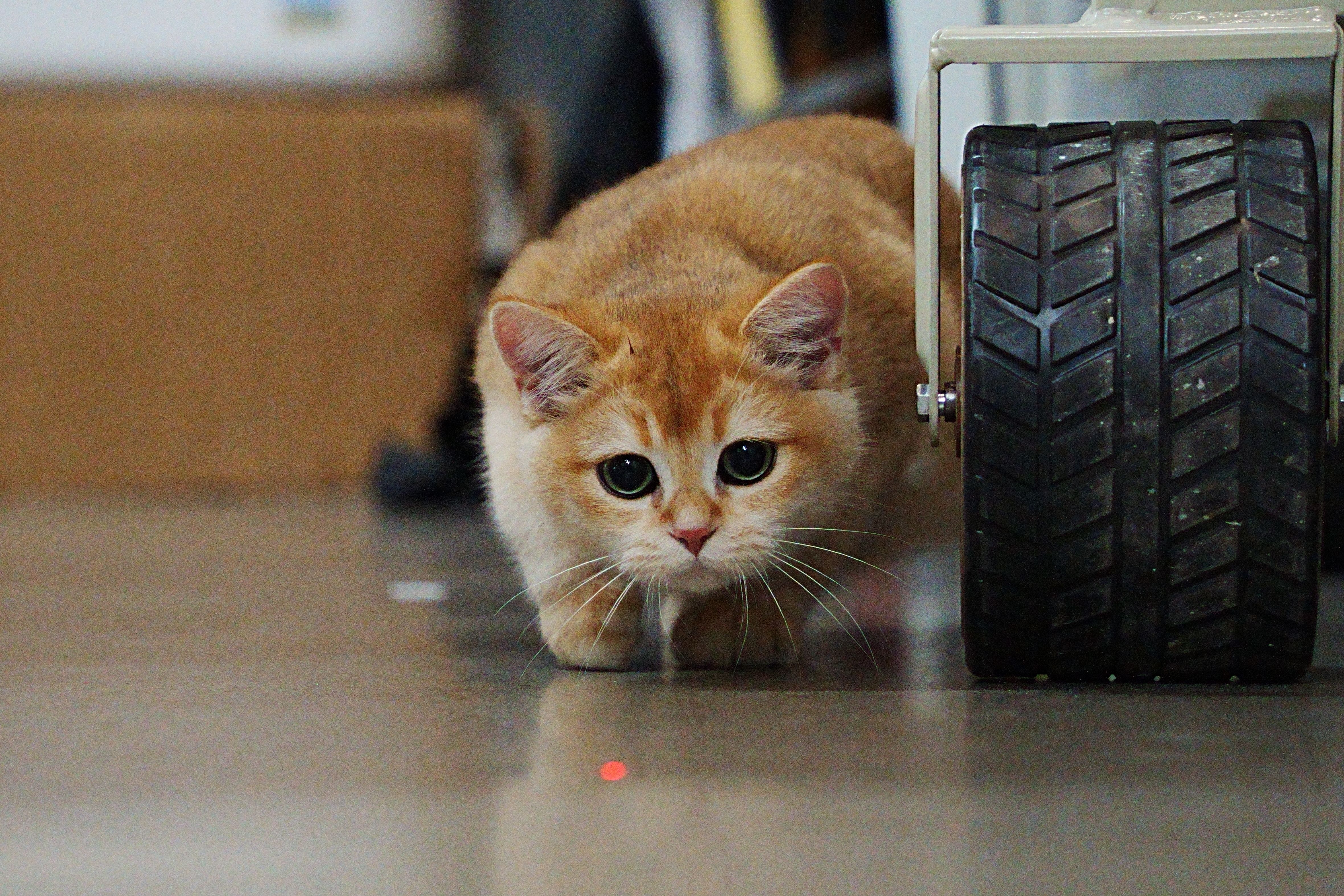 Pet Pal Automatic Laser Toy for Cats