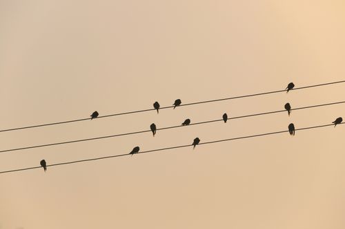 Free Silhouettes of birds perched on electrical wires against a sunset sky, creating a tranquil scene. Stock Photo