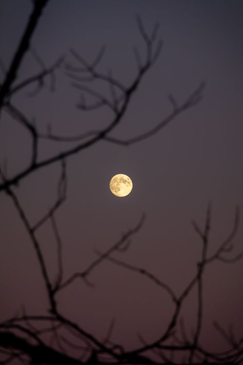 Free A clear full moon with silhouetted branches against a dark night sky captures tranquility. Stock Photo