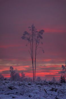 A peaceful winter scene with a pastel sky at sunrise, featuring snow-covered trees and hoarfrost.