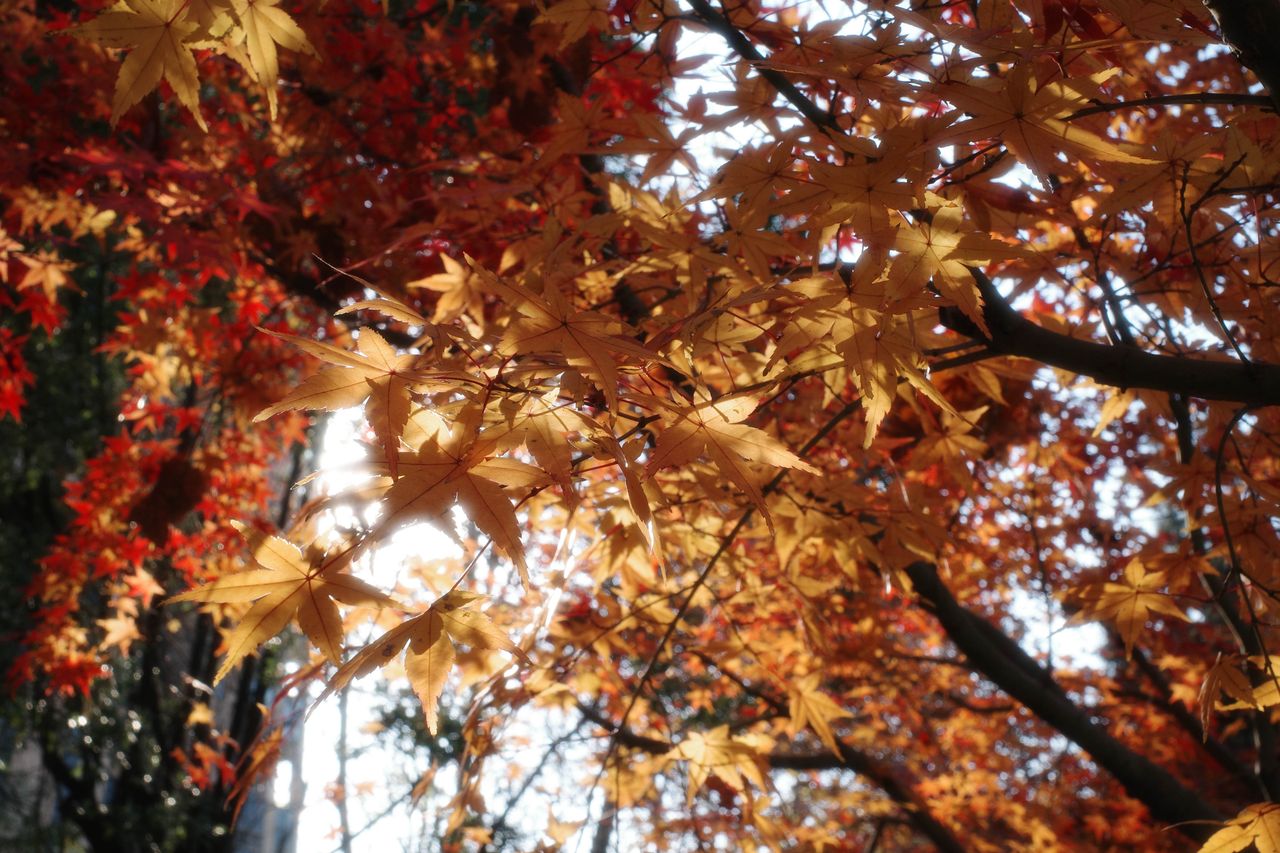 golden maple leaves bathed in sunlight during fall showcasing nature s