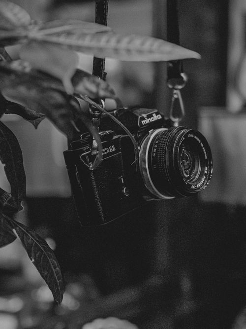 Free A vintage camera hanging among leaves, captured in a black and white aesthetic. Stock Photo