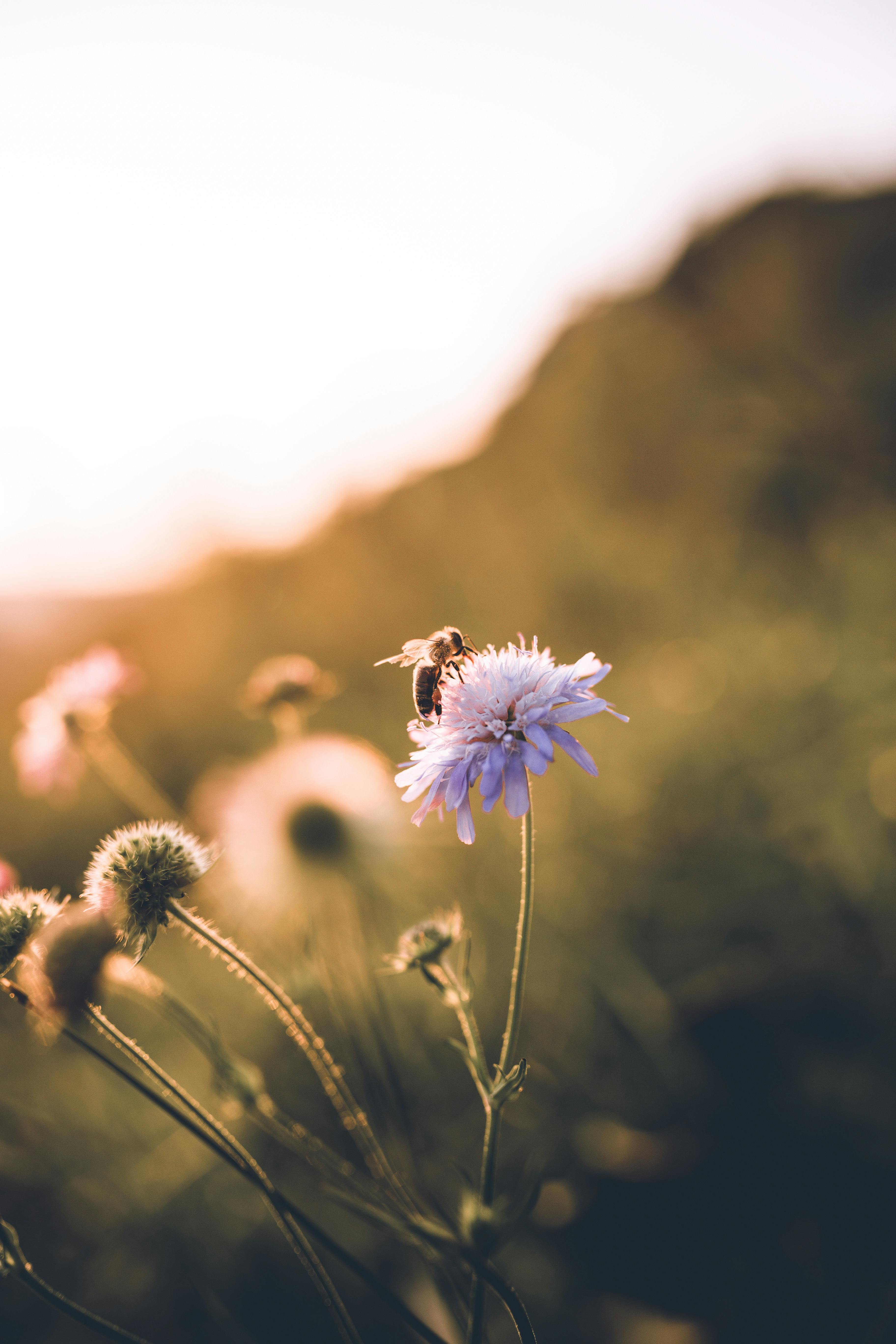 Macro shot of a bee on a flower in a meadow in Slovakia during sunset.