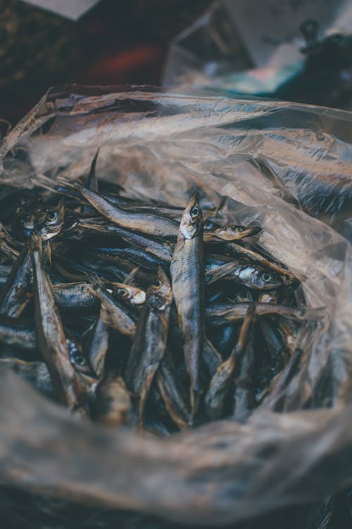 비닐 봉지에 고등어 생선 · 무료 스톡 사진
