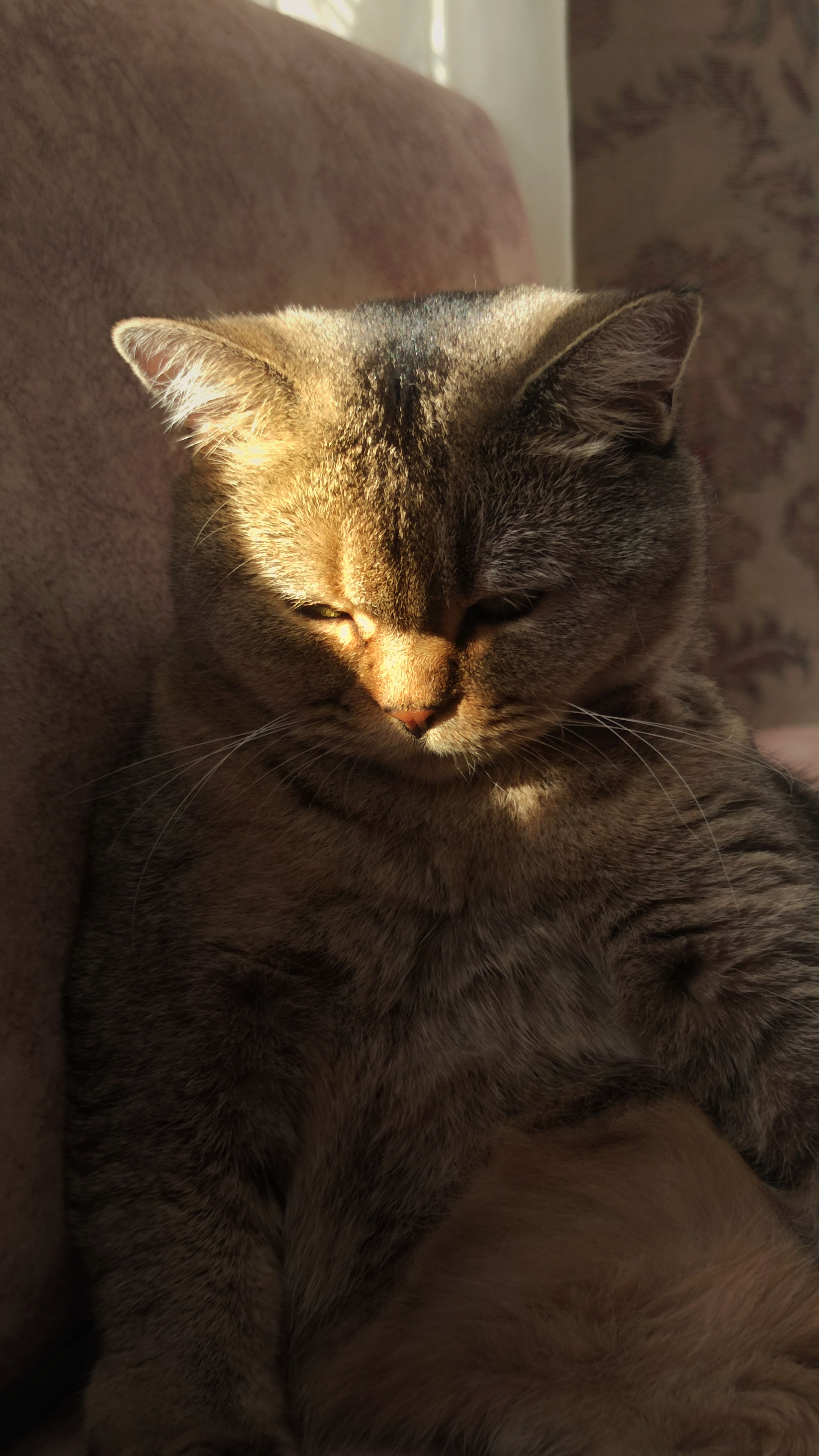 A cozy cat basking in warm sunlight indoors, creating a peaceful and serene ambiance.
